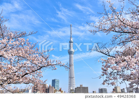 Tokyo Sky Tree and Sakura 49428368