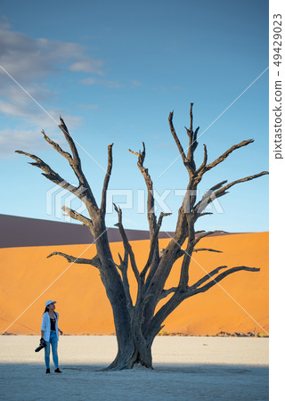 Traveler near dead tree in deadvlei, Namibia 49429023