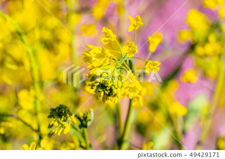 Rape rape Rape field Koshu City [Yamanashi Prefecture] 49429171