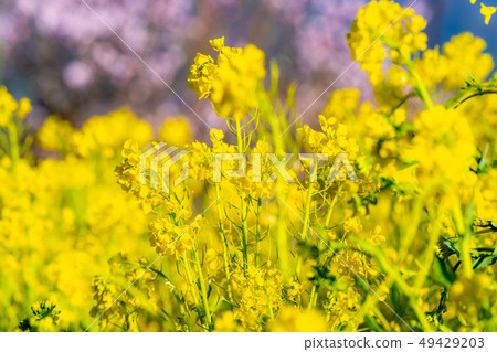 Rape rape Rape field Koshu City [Yamanashi Prefecture] 49429203
