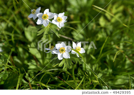 Hakusan ichige found during Mizuho longitudinal run in the Northern Alps Hakusan ichige found during Mizuho longitudinal run in the Northern Alps 49429395
