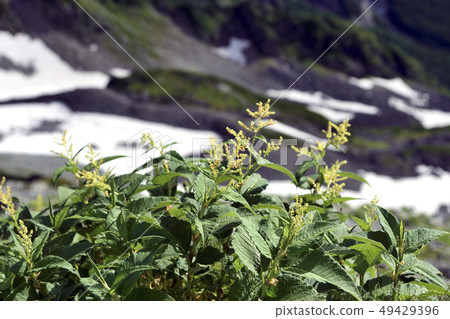 Ontade found during Mizuho longitudinal travel in the Northern Alps 49429396