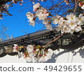 櫻花花瓣 49429655