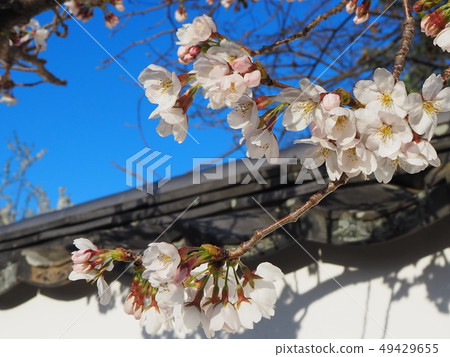 Cherry blossom petals Cherry blossom petals 49429655