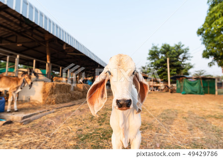 White calf in the farm White calf in the farm 49429786