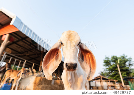 White calf in the farm White calf in the farm 49429787