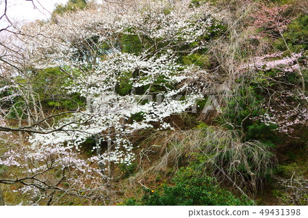 美麗的櫻花盛開在後山 49431398