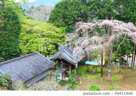垂枝櫻花和寺廟 49431400