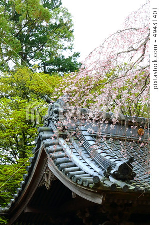 櫻花和寺廟的屋頂 櫻花和寺廟的屋頂 49431401