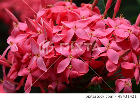 Ixora flower blossom in a garden. Red spike 49431421
