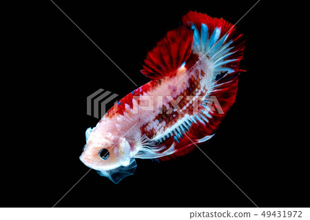 Betta fish Fight in the aquarium Betta fish Fight in the aquarium 49431972