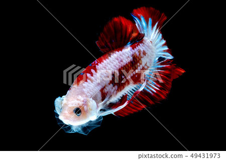 Betta fish color National flag  49431973