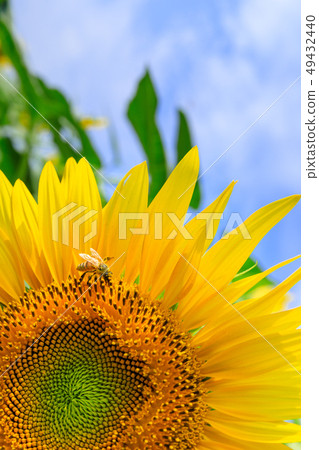 仲夏_向日葵和蜜蜂 49432440