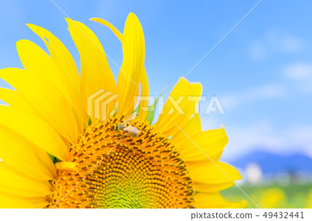 仲夏_向日葵和蜜蜂 49432441