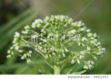 Bamboo flower 49432472