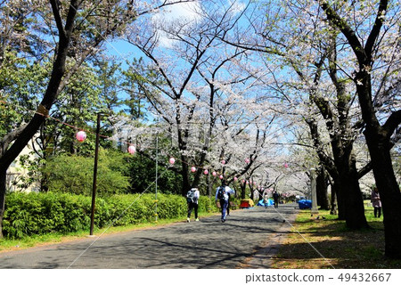 櫻花盛開 櫻花盛開 49432667