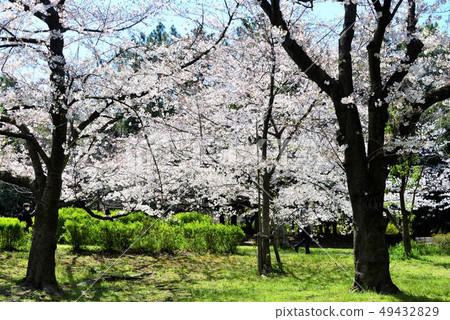 Cherry tree in full bloom Cherry tree in full bloom 49432829