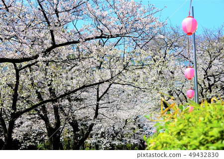 櫻花盛開 49432830