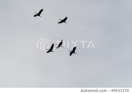 Flying cranes silhouettes Flying cranes silhouettes 49433170