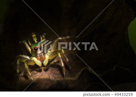 spider in nature 49433259