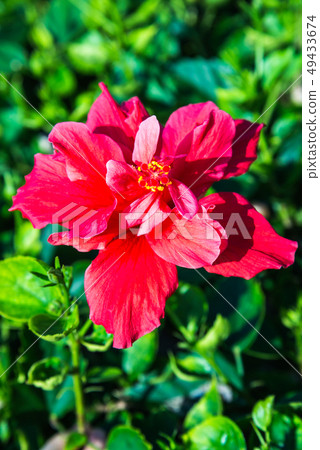 雙花芙蓉 雙花芙蓉 49433674