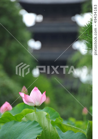 開花在Toji寺廟的蓮花 49434163