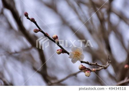 Plums of Matsukawa Lake 49434518