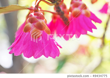 Pink rhododendron flower 49434775