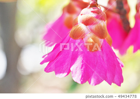 Pink rhododendron flower 49434778