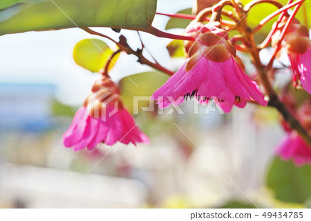 Pink rhododendron flower 49434785
