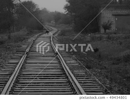 black and white photo of a railroad going into the distance with a dog running along it 49434801