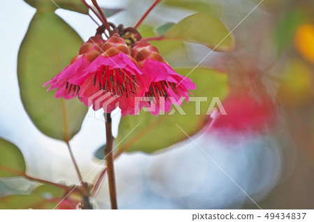 桃紅色杜鵑花花 桃紅色杜鵑花花 49434837