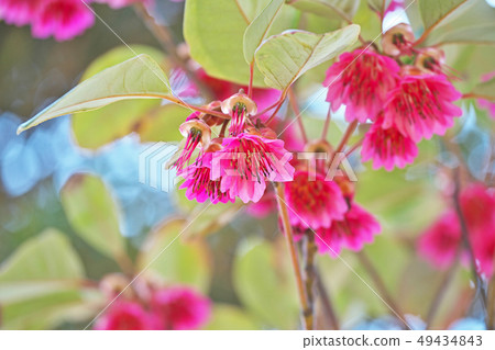 桃紅色杜鵑花花 49434843