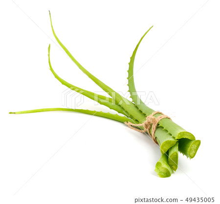 Aloe vera Aloe vera 49435005