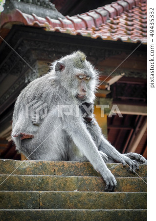 Monkeys on a temple roof in the Monkey Forest, 49435332