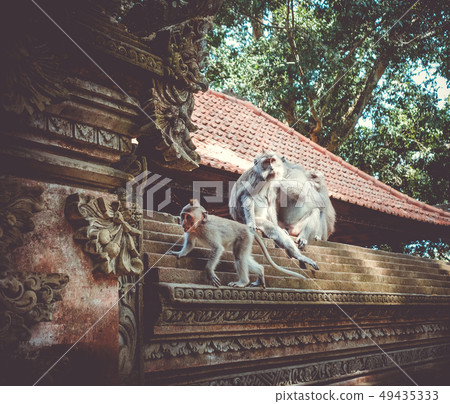 Monkeys on a temple roof in the Monkey Forest, 49435333