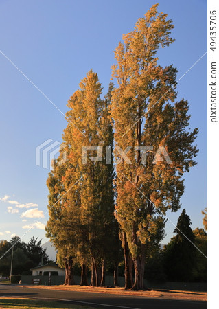 Aspen Aspen 49435706