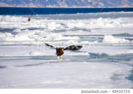 Eagle, Steller's sea eagle, Hokkaido, Sea of Okhotsk, pleasure boat, cruise ship, drift ice 49435729