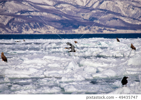鷹,虎頭海雕,北海道,鄂霍次克海,遊船,遊輪,流冰 鷹,虎頭海雕,北海道,鄂霍次克海,遊船,遊輪,流冰 49435747