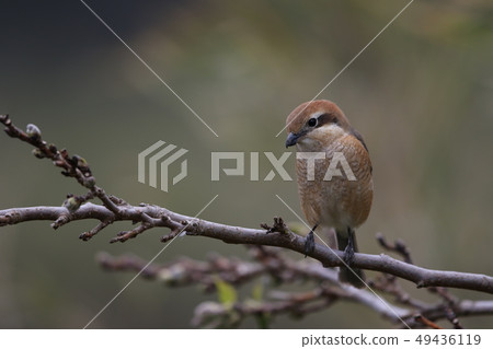 女性 女性 49436119