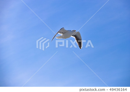 Seagull Seagull 49436164