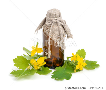 Chelidonium 49436211