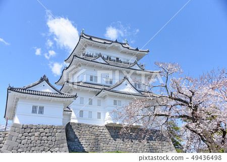 Odawara Castle Cherry Blossoms 49436498