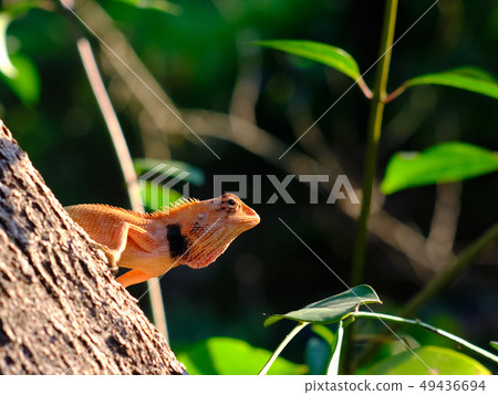 Iguana on a rainforest tree Iguana on a rainforest tree 49436694