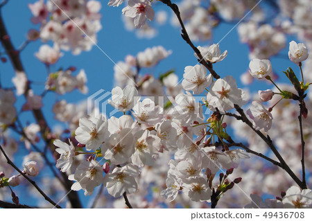 春天的形象(櫻花) 春天的形象(櫻花) 49436708