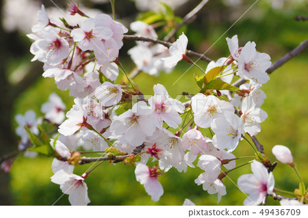 Spring image (Sakura flower) Spring image (Sakura flower) 49436709