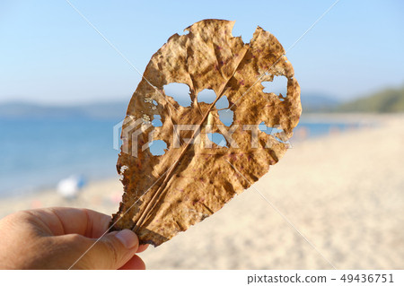 Tropical plant leaf with holes in hand Tropical plant leaf with holes in hand 49436751