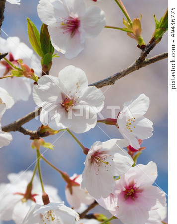 Spring image (Sakura flower) 49436775