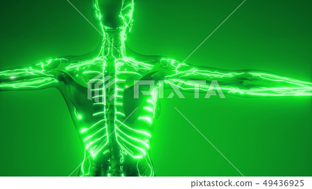 Blood Vessels of Human Body 49436925