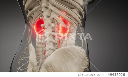 medically accurate illustration of the kidneys 49436926